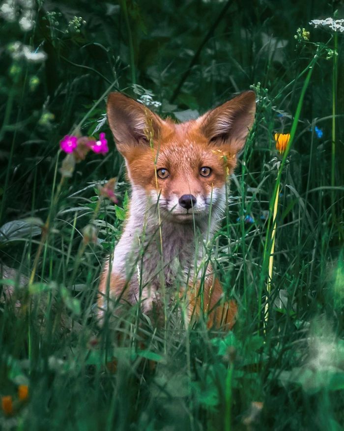 芬兰森林中生活的狐狸 摄影师ossi saarinen