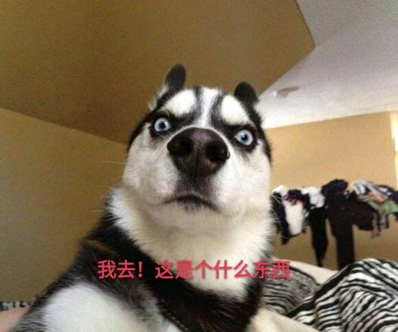 狗生艰难表情包