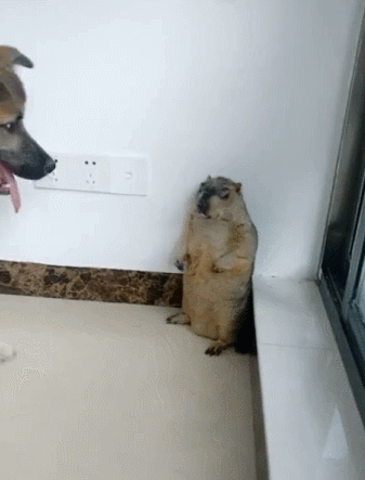 在汪星人面前耀武扬威被按翻在地,土拨鼠吓得直摆手