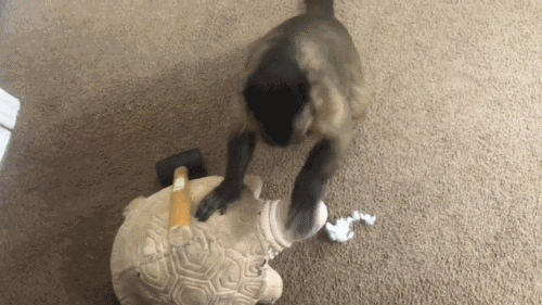 猴子轻摸乌龟头,乌龟没反应,猴子怒了,举起锤头就砸