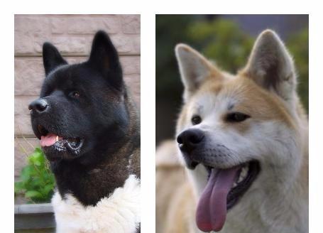 美国人把秋田犬培育成美系秋田犬之后，日本人不乐意了