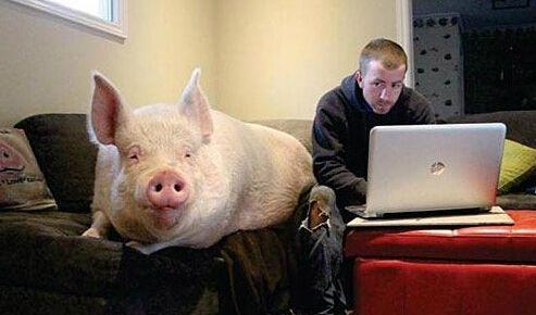 说好的长不大，你怎么变成这样了，养一只宠物猪是什么样的体验?