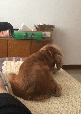 狗狗疯狂甩头,主人叫喊一声,狗子一回头吓坏主人!