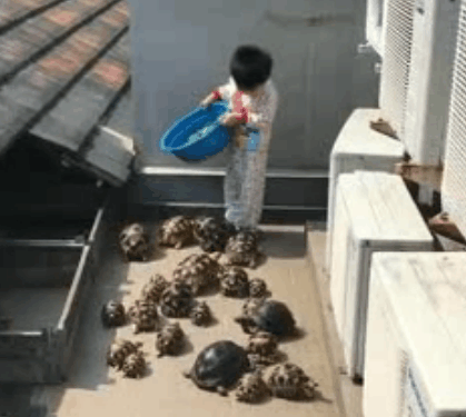 小男孩养了20多只乌龟, 开餐时间场面鞭炮齐鸣