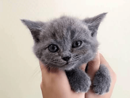 收养了一只小蓝猫, 养了几个月后画风突变