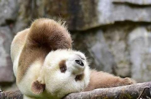 全球唯一的一只棕色大熊猫，在国宝里面它也属于贵族!