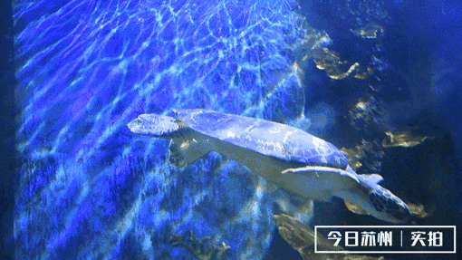 正文                               丰富珊瑚海生物   上百种珍稀