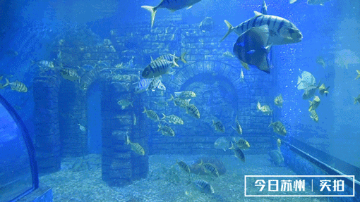 正文                          丰富珊瑚海生物   上百种珍稀奇特的