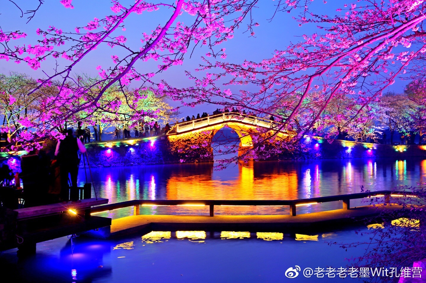 2018无锡鼋头渚樱花节夜樱第一天。逢周末节