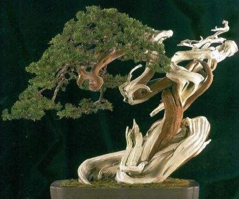 最新种植技术柏树 新手必看!柏树盆景4步活法+修剪秘籍,四季常青不掉叶子