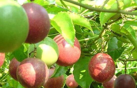 女孩天天吃百香果, 一个月后身体出现神奇变化