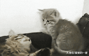 猫咪得知主人忘买猫粮, 露出这表情, 网友笑哭: 主人你摊上大事了