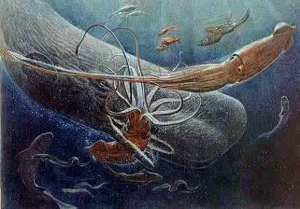 地球上最大的乌贼, 长80米重达50吨, 生活在深海常与鲸鱼搏斗