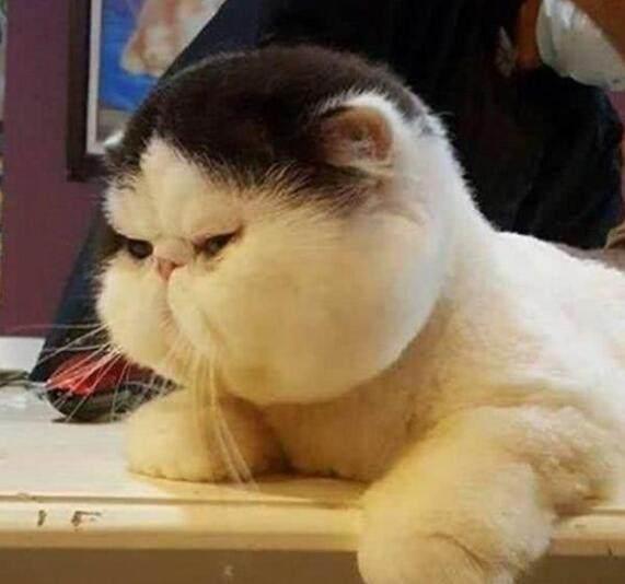猫咪前一秒还十分傲娇,下一秒却满脸的生无可恋,真是
