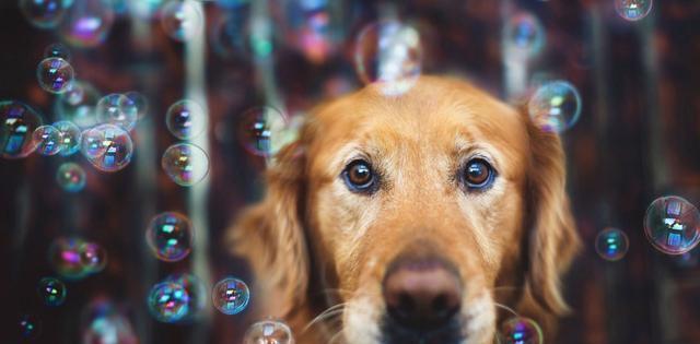 你喂金毛吃生肉,谢天谢地,因为你做对了