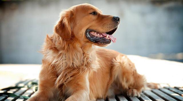 你喂金毛吃生肉,谢天谢地,因为你做对了