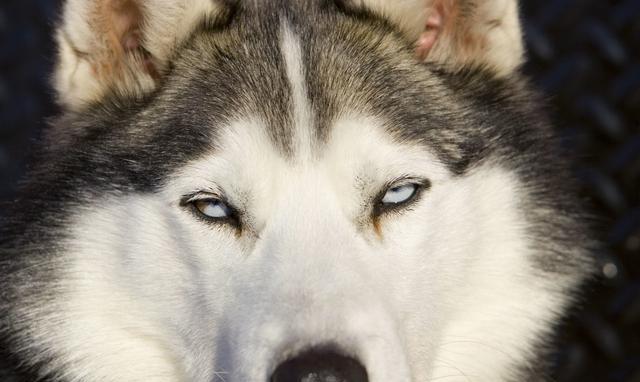 你喂金毛吃生肉,谢天谢地,因为你做对了