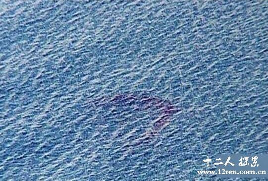 广东湛江湖光岩水怪之谜, 7米长巴掌大鱼鳞并非龙鱼