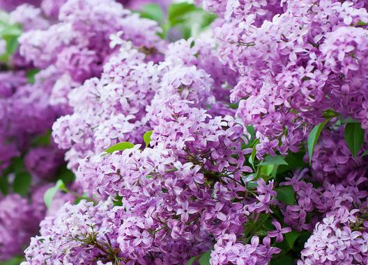 小紫说种植：丁香花种植方法