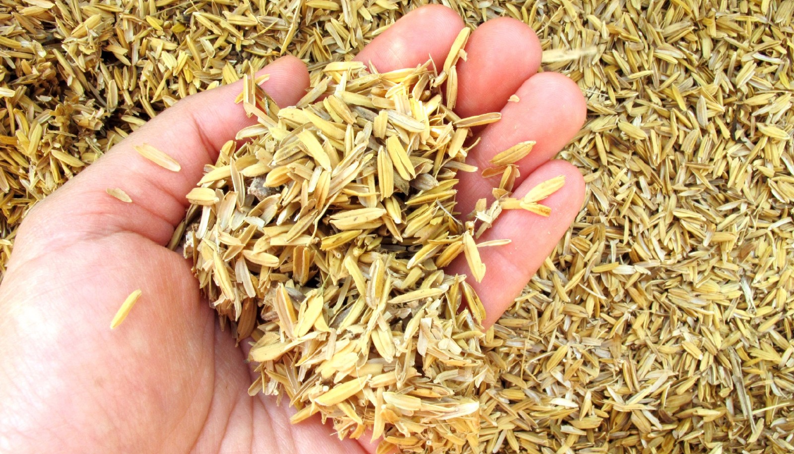 印度再次超越中国?中国满世界买粮食,印度却成