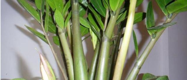 金钱树总不长?10天喂次它,电钻小芽窜不停