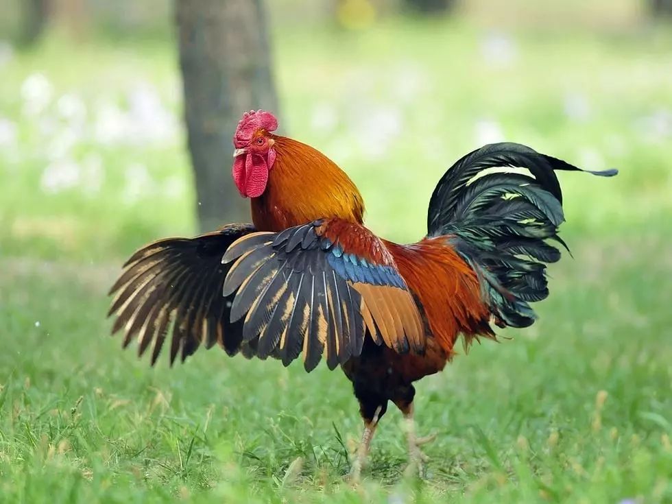 心理测试:哪只是骄傲的公鸡，测在异性眼中你的一个傲娇的人吗