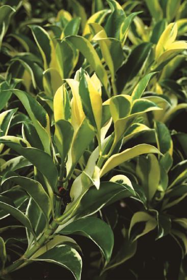 华南地区斑叶植物品种 华南地区斑叶植物有哪