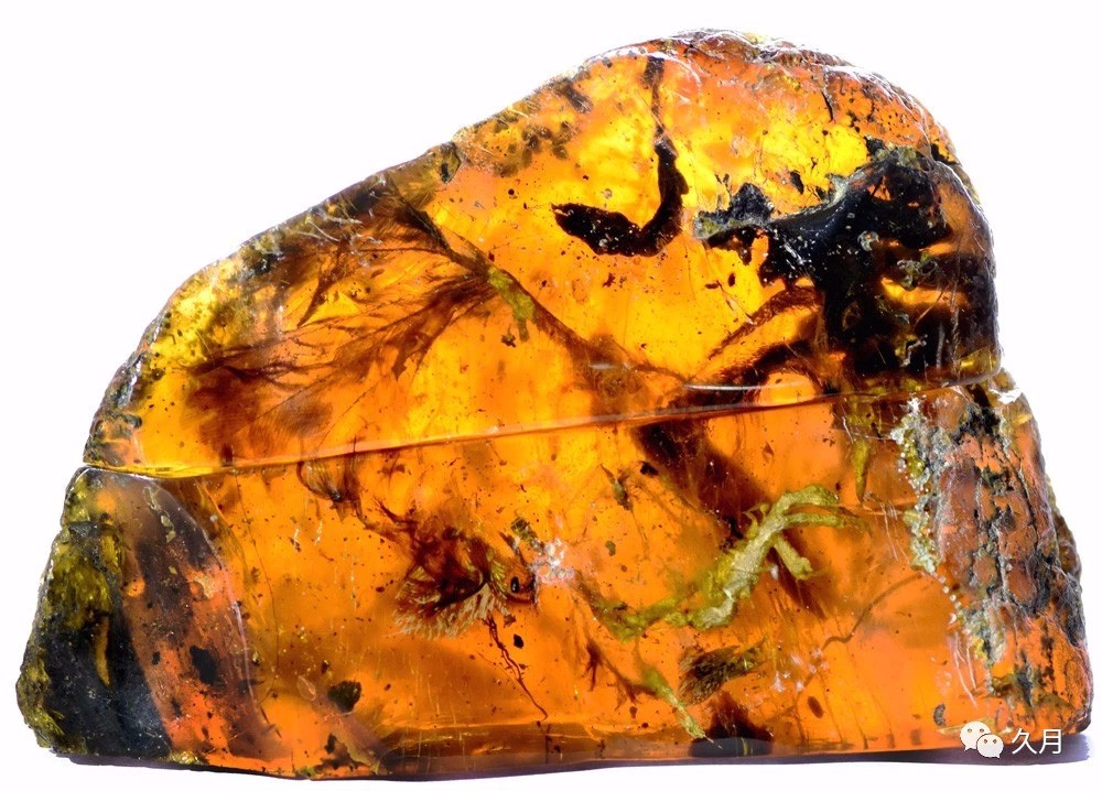 远古琥珀奇观 亿年生物保存之谜