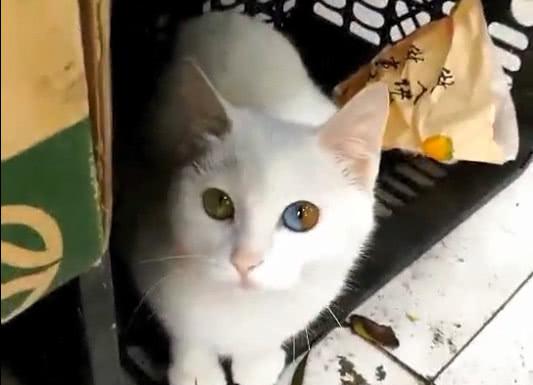 迷死人!这样一只瞳孔异色的猫咪,竟然能在街边