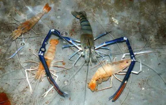 体型最大的淡水虾之一:最大能长到32cm,常被商贩冒充