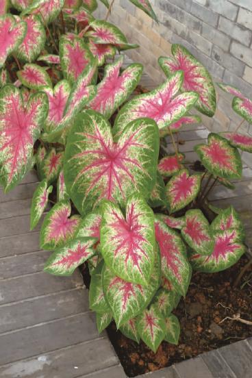 华南地区斑叶植物品种 华南地区斑叶植物有哪