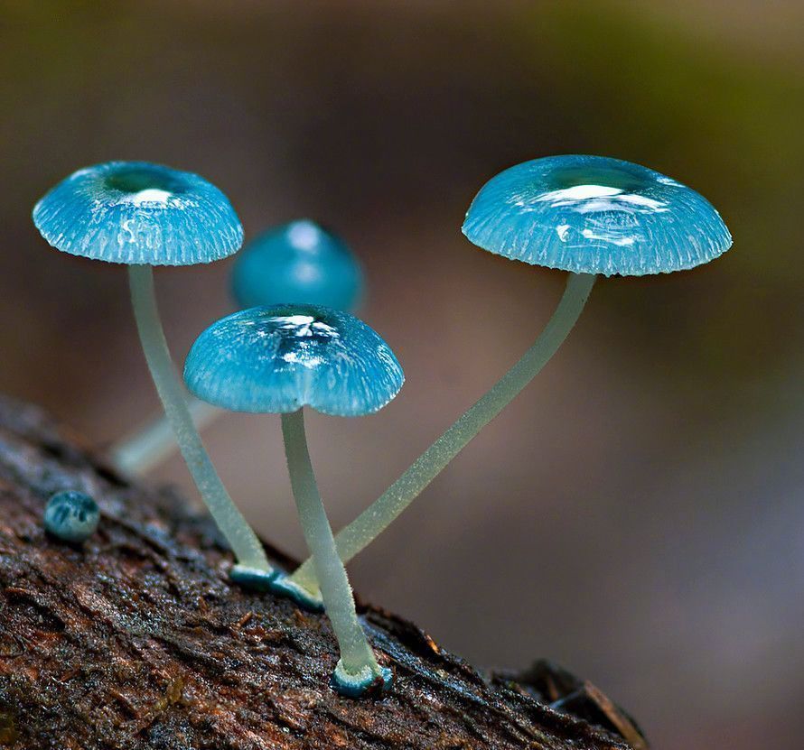 一种叫blue mycena mushroom的蓝色蘑菇,这颜色也太梦幻了吧