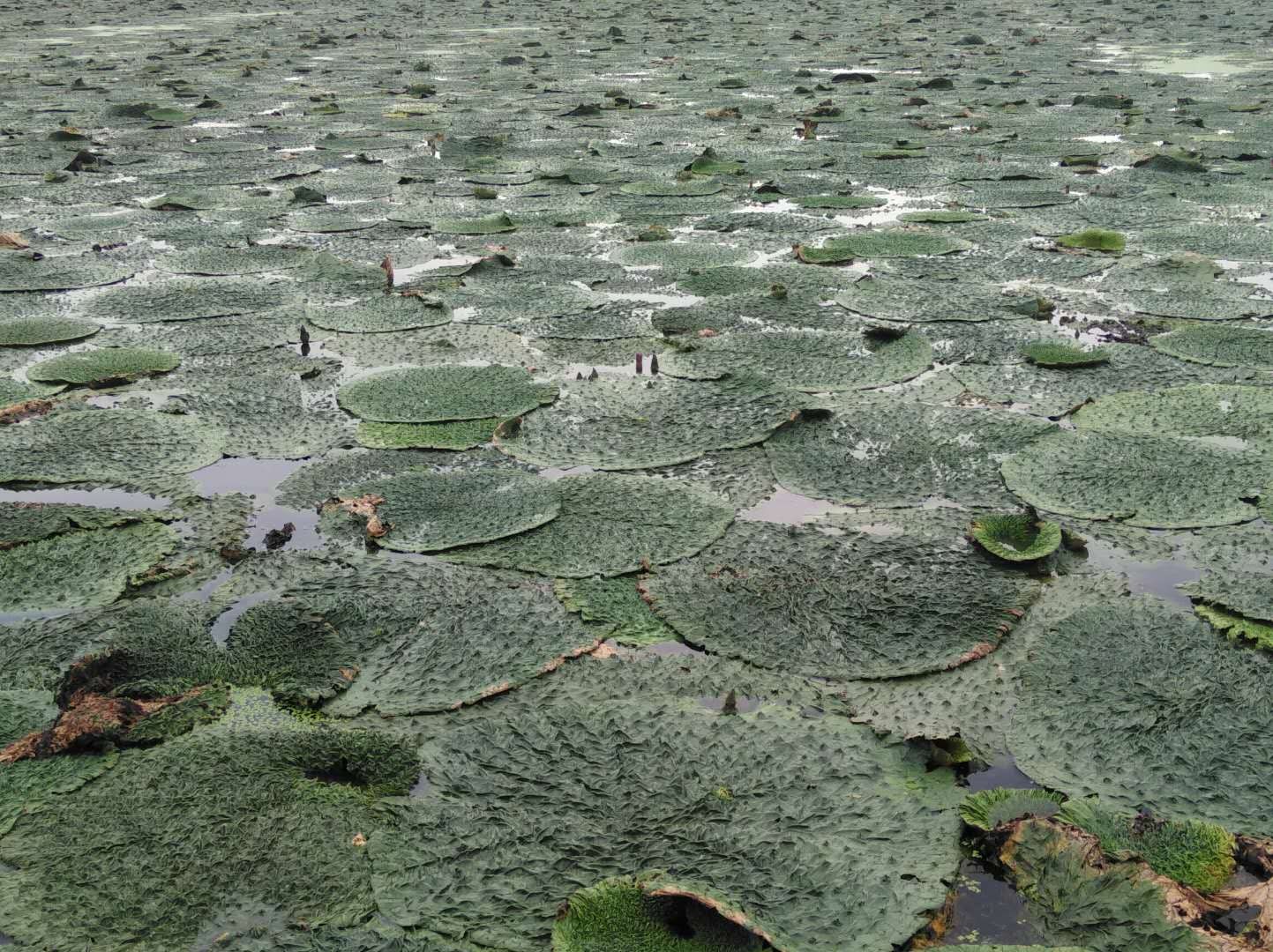 水中人参,靖江孤山镇打造1800亩芡实村