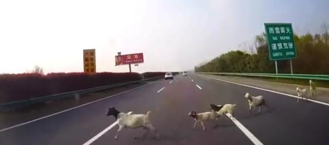老司机高速公路上遇羊群, 相距几十米却不刹车, 直接碾过三只