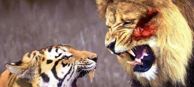 不做吹更不做黑 老虎和狮子的客观实力对比