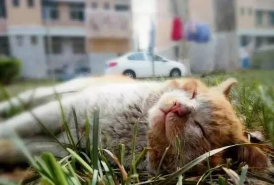 2018各高校的网红人物,一只鹅成功C位出道