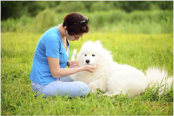 本地宠物护理服务寻宝指南与经验分享