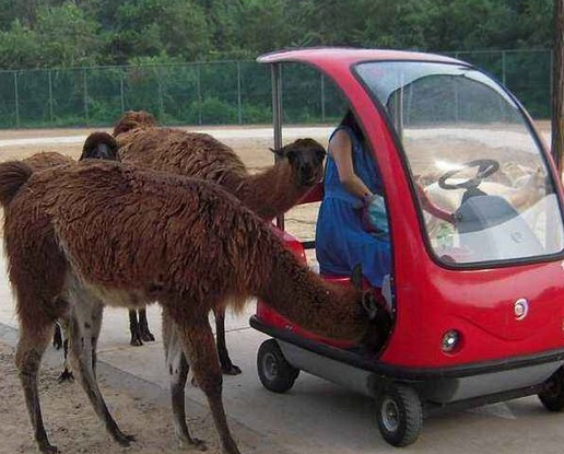 北京野生动物园