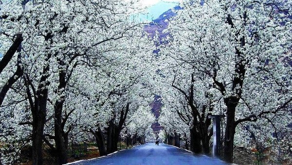 不负好春光，浅浅梨花落