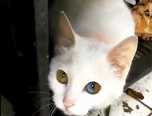迷死人!这样一只瞳孔异色的猫咪,竟然能在街边