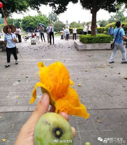 免费请师生吃芒果莲雾,华南鲤工芒果莲雾大学