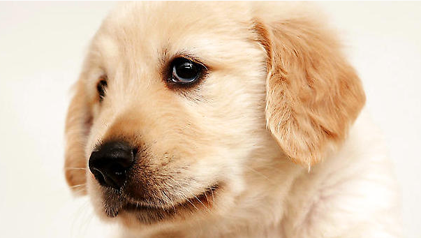 狗狗呕吐不是因为它吃的太饱了,很有可能是因为她生病了