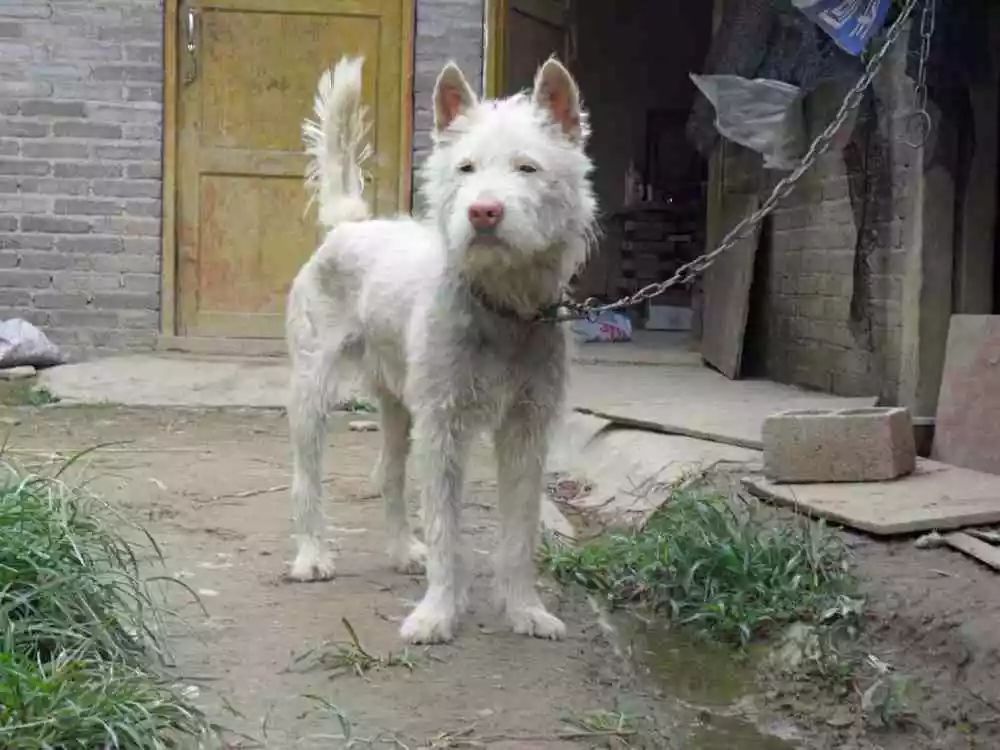 世界名犬下司犬,与牧羊犬齐名,网友:如今濒临灭绝!