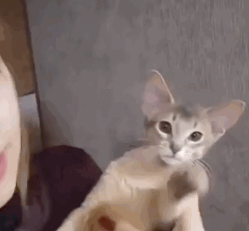 猫咪还回敬了美女一个吻,网友:再说