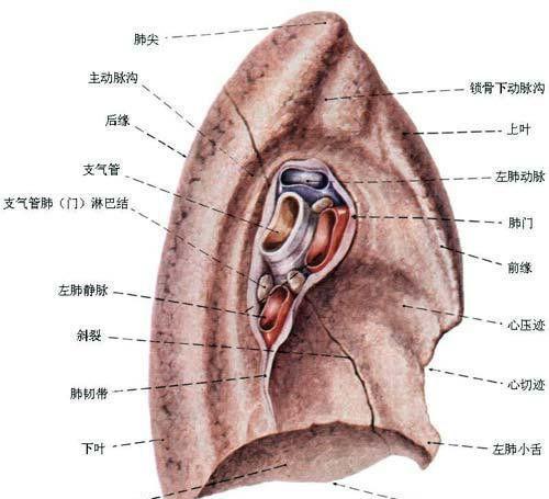 25岁小伙体检, 意外从支气管中发现异物, 回忆