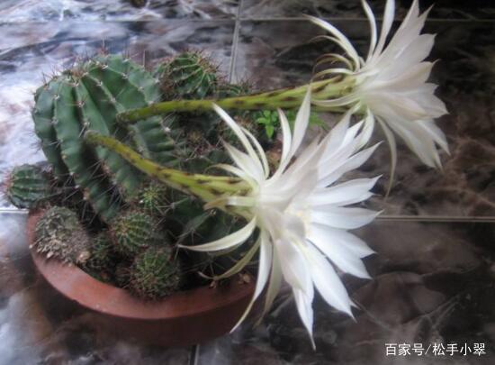 楼房里必养的8种花,家里养这8种花招财又旺财