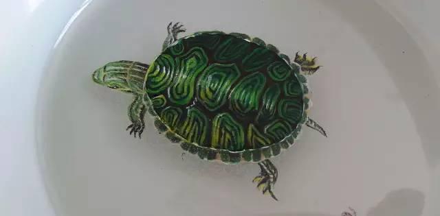 树脂绘画：他们画出的鱼很真实，真实到可以欺骗你的眼睛！