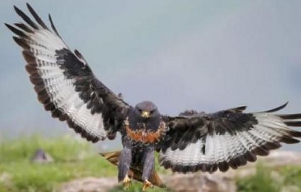 男子野外探险, 竟遇到双腿走路的大鸟, 样子让人害怕