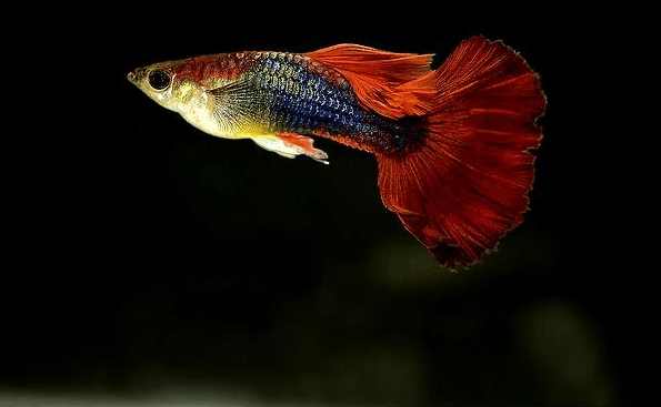 孔雀鱼的眼睛为什么会突然变黑?网友调侃,它是