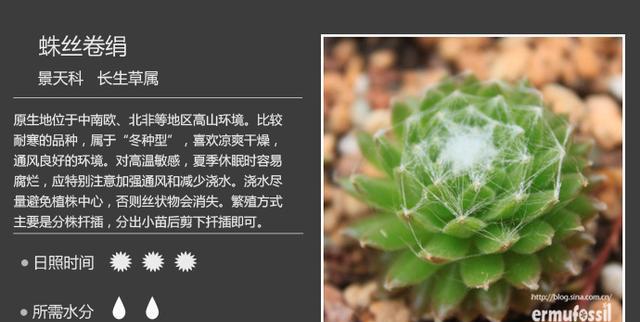 每日一多肉——蛛丝卷绢sempervivum arachnoideum